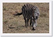 07IntoNgorongoro - 052 * Burchell's Zebra.